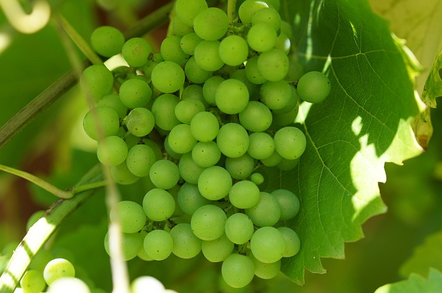 Free Green Grapes Wine photo and picture