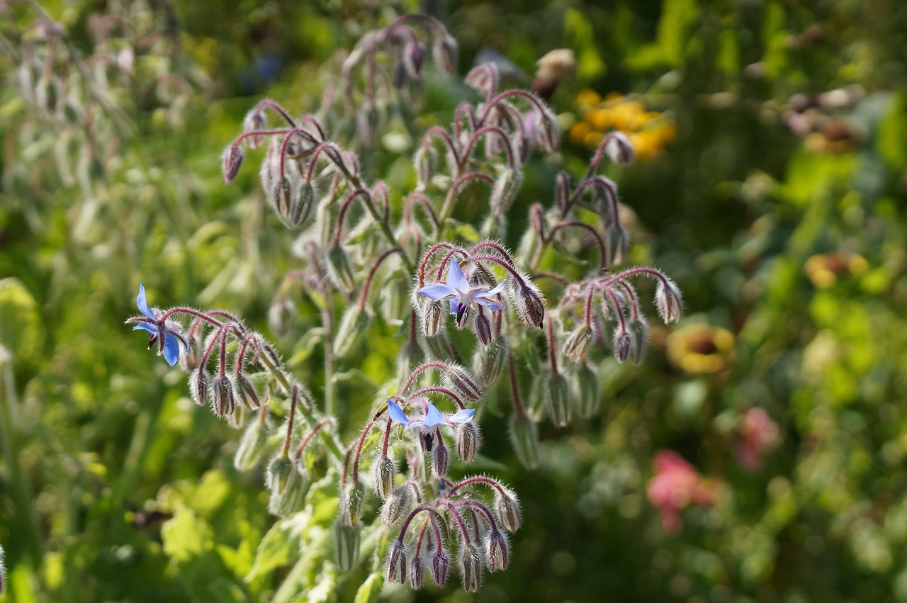 Bunga Padang Rumput Biru Musim - Foto gratis di Pixabay - Pixabay