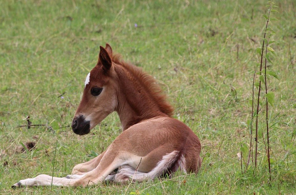 foal lying horse free photo on pixabay