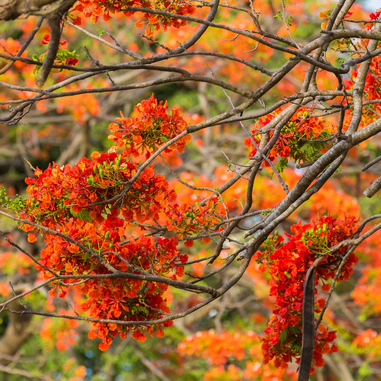 开花的树 自然 - Pixabay上的免费照片 - Pixabay