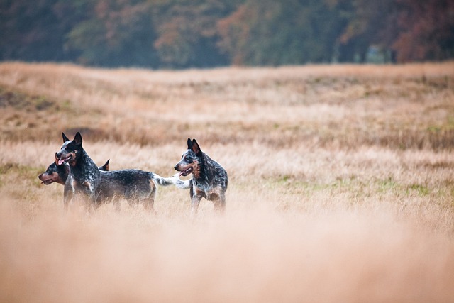 Free Cattledogs Wild photo and picture