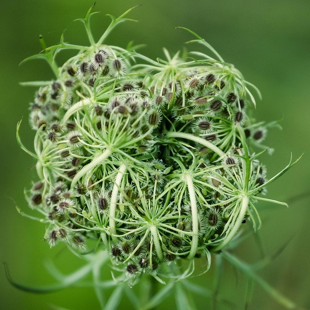 Free Weeds Green photo and picture