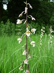 marsh helleborine, german orchid, sources-moor