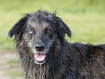 dog, crossing, eyes