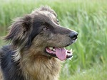 dog, crossing, brown