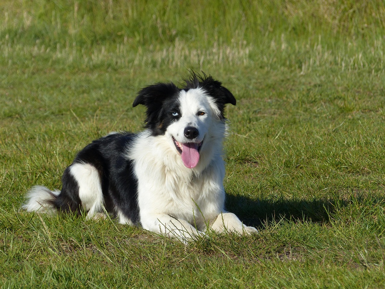 Dog Border Collie - Free photo on Pixabay - Pixabay