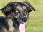 dog, crossing, eyes