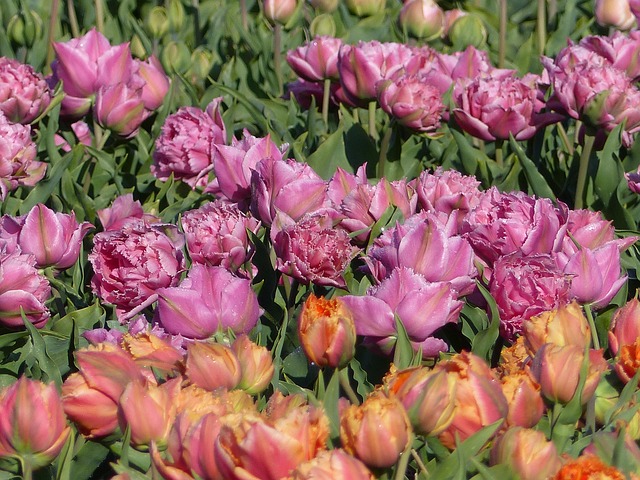 Free Flowers Bulb Field photo and picture