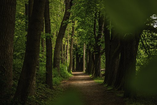 Wald, Sommer, Natur, Waldweg, Bäume