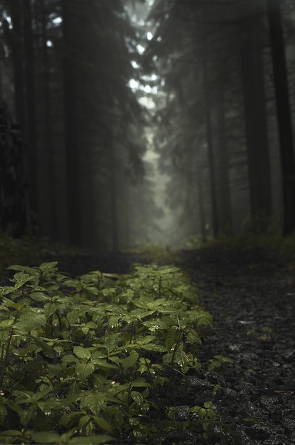 Wald, Nebel, Pflanzen, Bäume, Natur