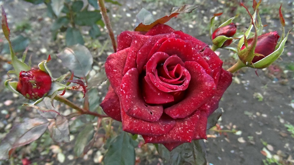 Most Beautiful Rose In The World