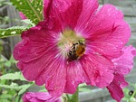 mallow, visitors, hummel