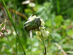chafer, beetle, mountain