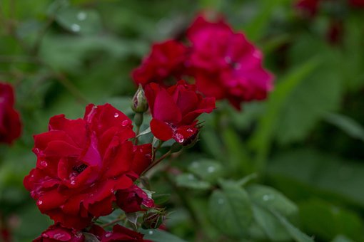 Free Flower Garden photo and picture