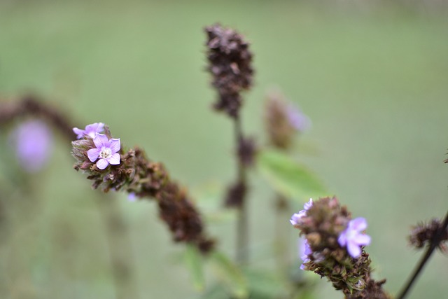 Free Flor Arvore photo and picture