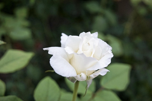 Rosa Blanca, Hermosas Flores, Naturaleza