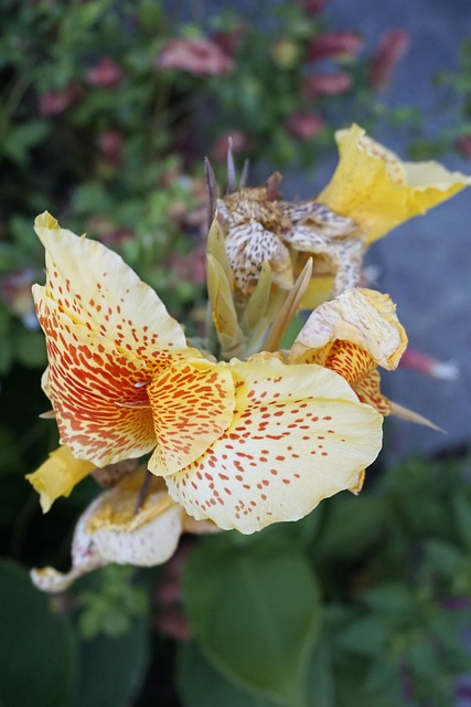 Jardín De Flores, Amarillo, Vistoso