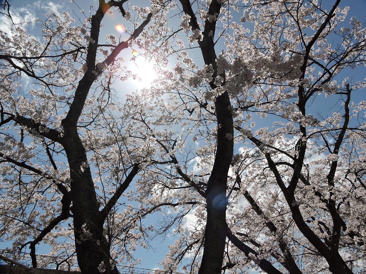 日本 樱桃树 光 - Pixabay上的免费照片 - Pixabay