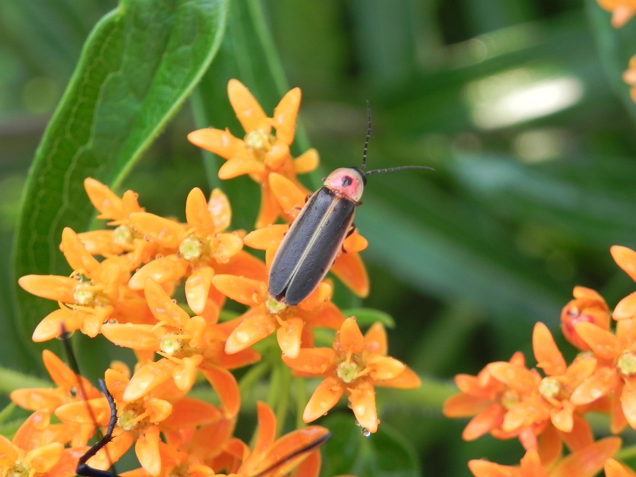 Firefly - free online jigsaw puzzle photo