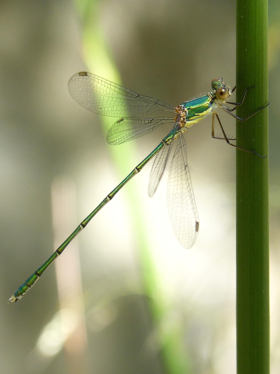 Dragonfly Stem Green - Free photo on Pixabay - Pixabay