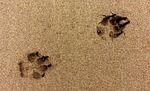 paw, print, dog