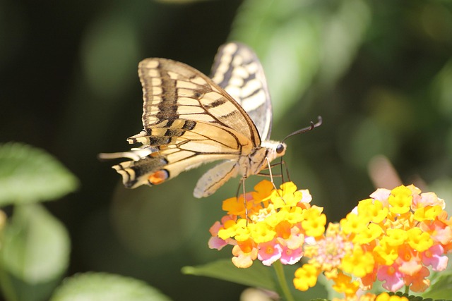 Free Old World Swallowtail Swallowtail photo and picture
