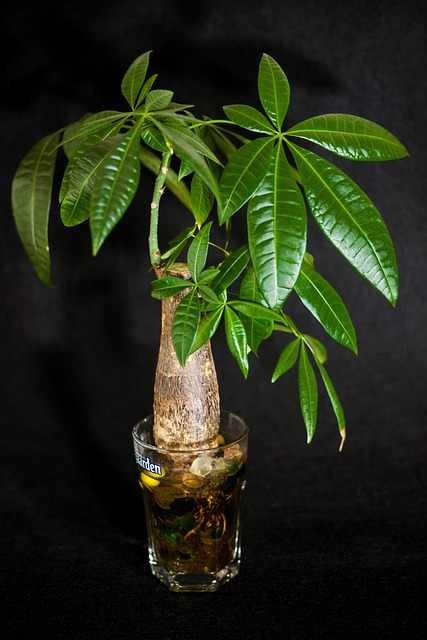 Free Plant Nature photo and picture