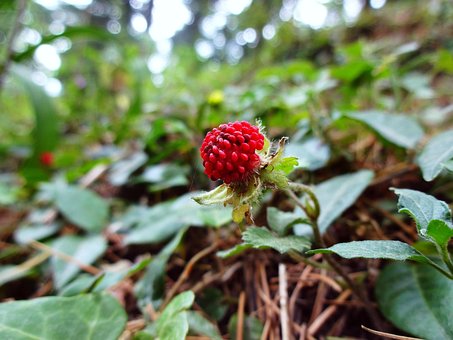 Free Nature Berry photo and picture