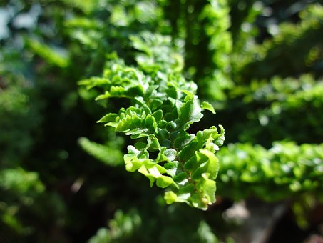Free Plant Green photo and picture