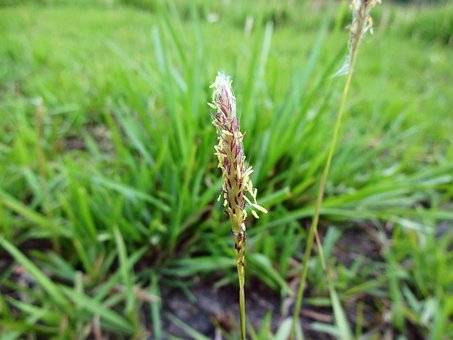 Free Plant Green photo and picture