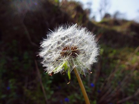 Free Macro Beautiful Flowers photo and picture