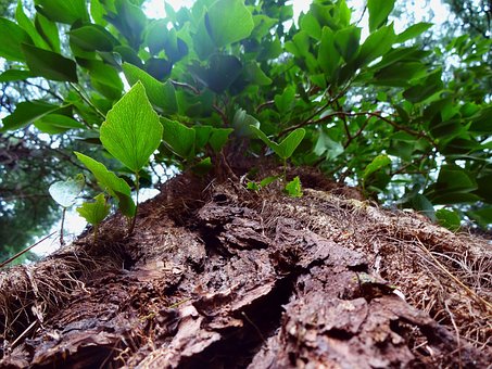 Free Tree Green photo and picture