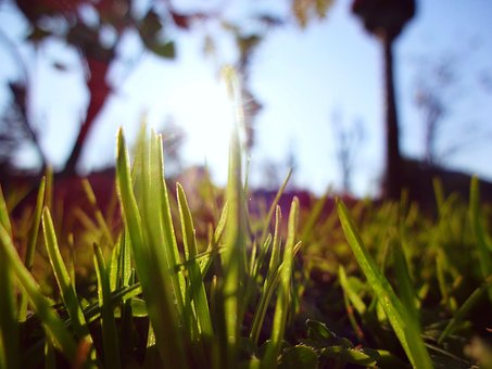 Free Macro Grass photo and picture