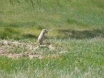 prairie dog, baby prairie dog, devils tower