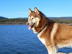 Image Result For Siberian Husky Freund Image Result For Siberian Husky Freund