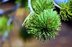 pine, leaves, nature