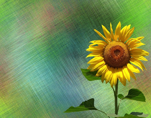 Download free HD stock image of Sunflower Summer Free sunflower summer sun illustration