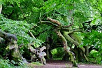 beech wood, avenue, trail