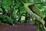 book, beech wood, avenue