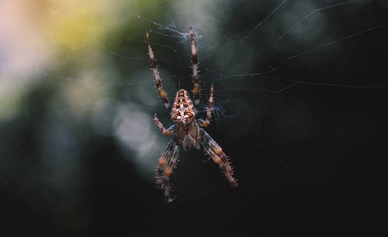 Free Spider Araneus photo and picture