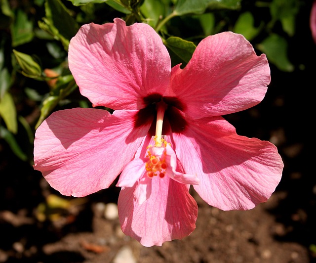 Free Hibiscus Pink photo and picture