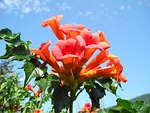 trumpet folyondár, orange flower, orange