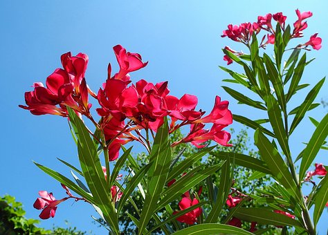 Oleander Rhododendron Pink Flowers - Free photo on Pixabay