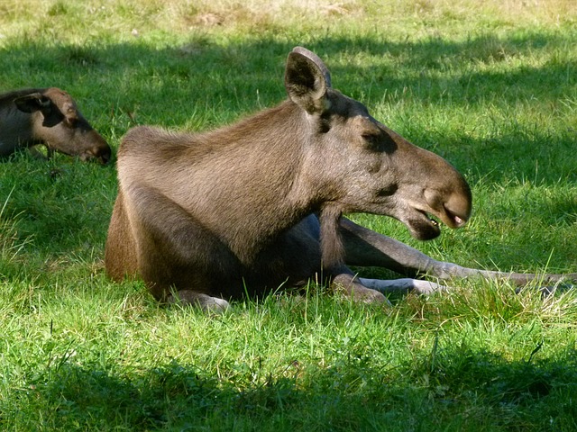 Free Moose Animals In The Park photo and picture