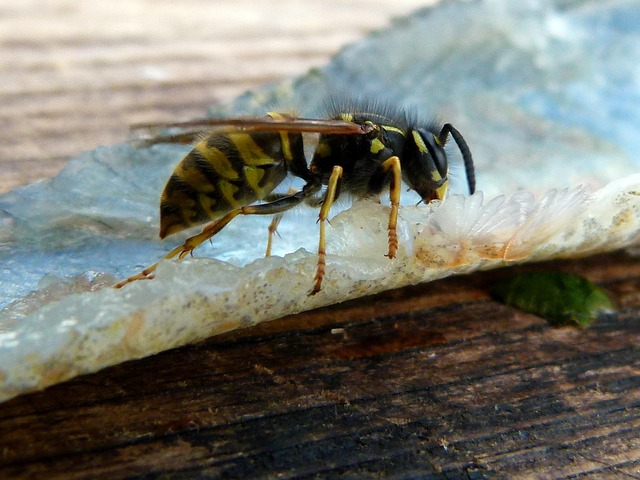 Free Wasp Perch File photo and picture