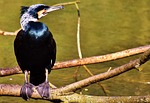 cormorant, phalacrocorax carbo, black