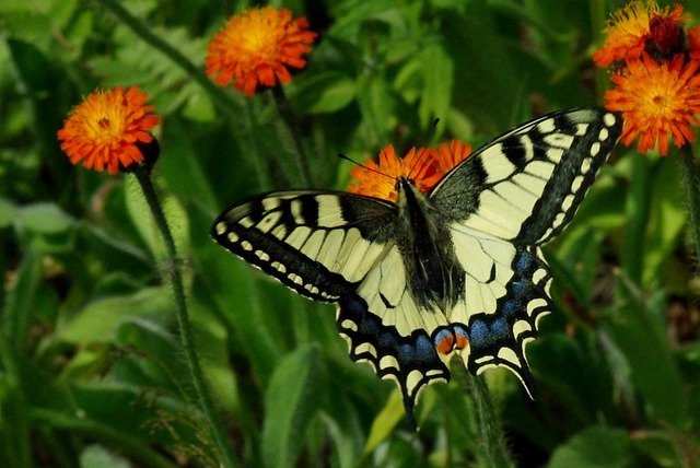Free Knight Butterfly Flowers photo and picture
