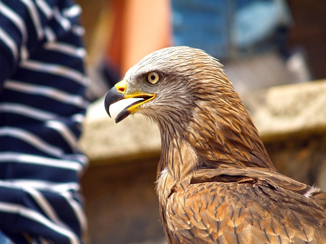 Free Eagle Bird photo and picture