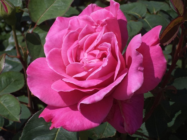 Free Rose Flower photo and picture