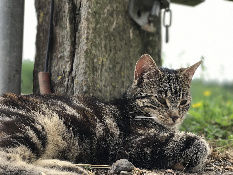 Cat Farm Yard Free photo on Pixabay